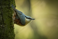 Brhlik lesni - Sitta europaea - Eurasian Nuthatch 1749